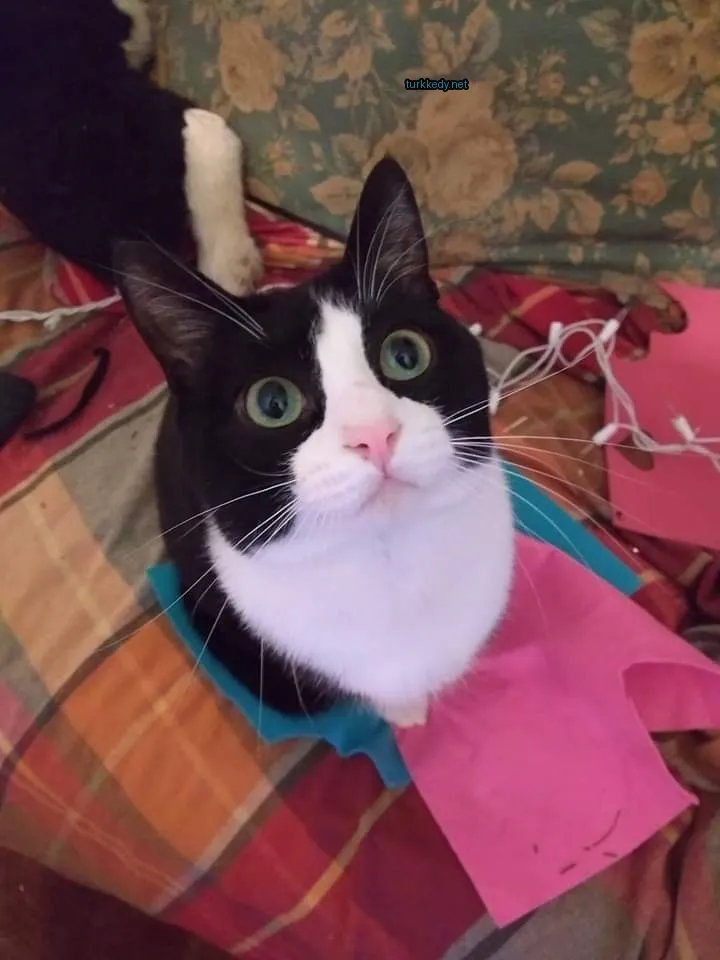 Kedi #3313