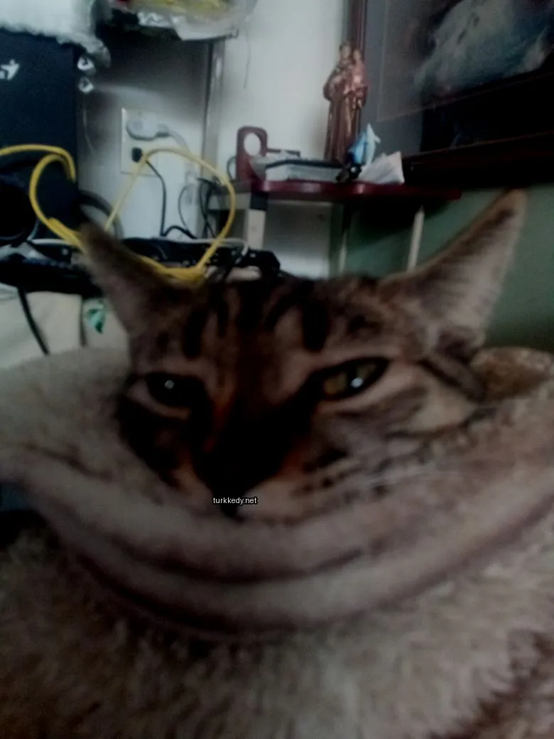 Kedi #3314