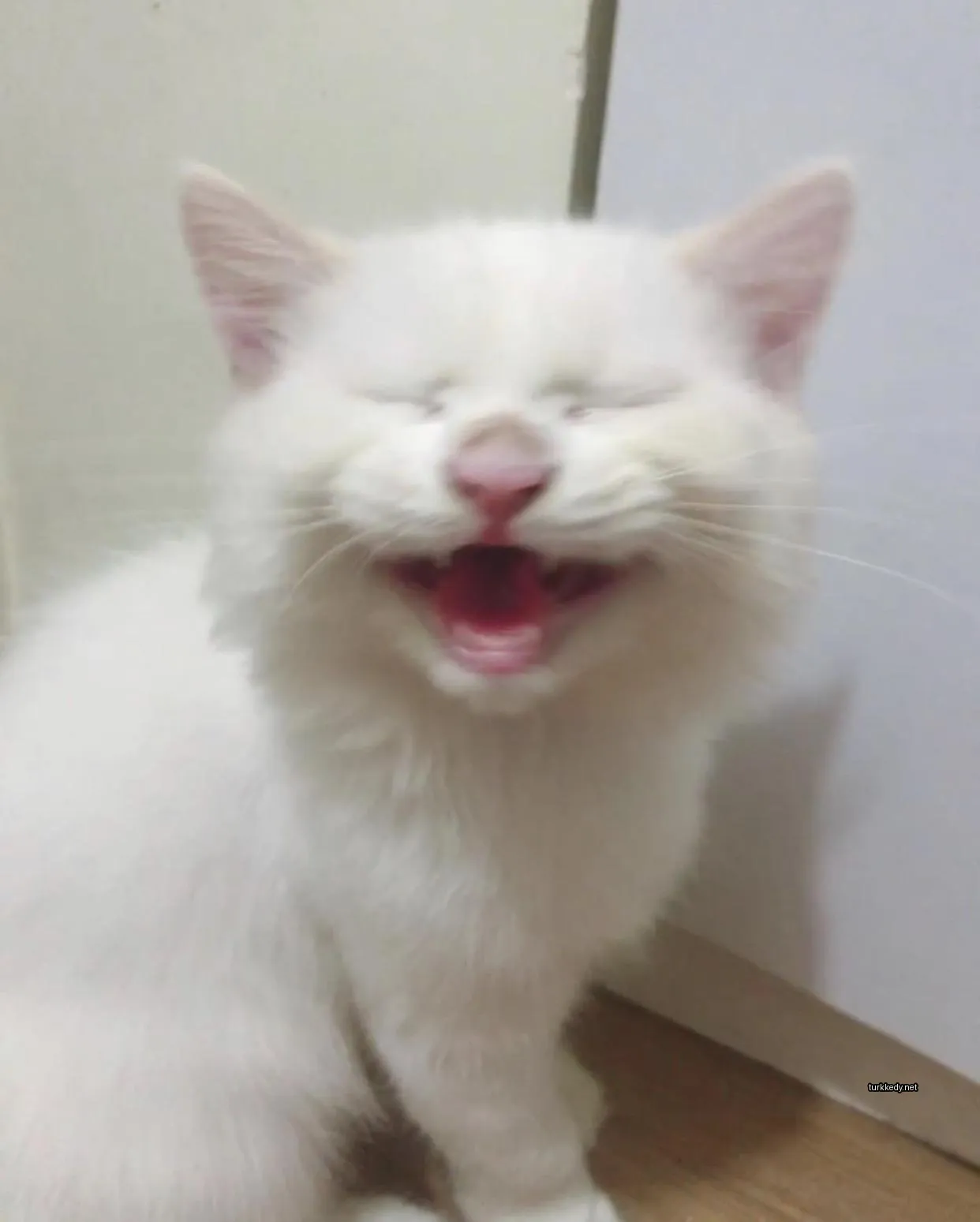 Kedi #3316