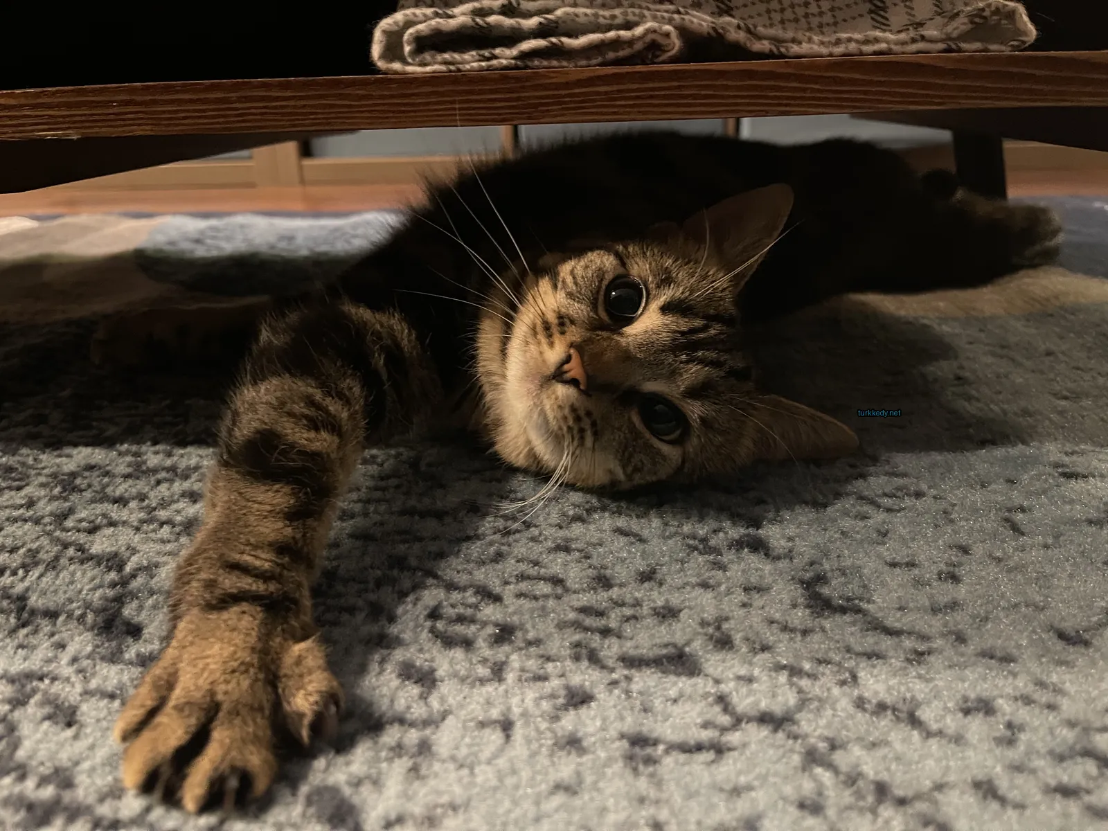 Kedi #3317