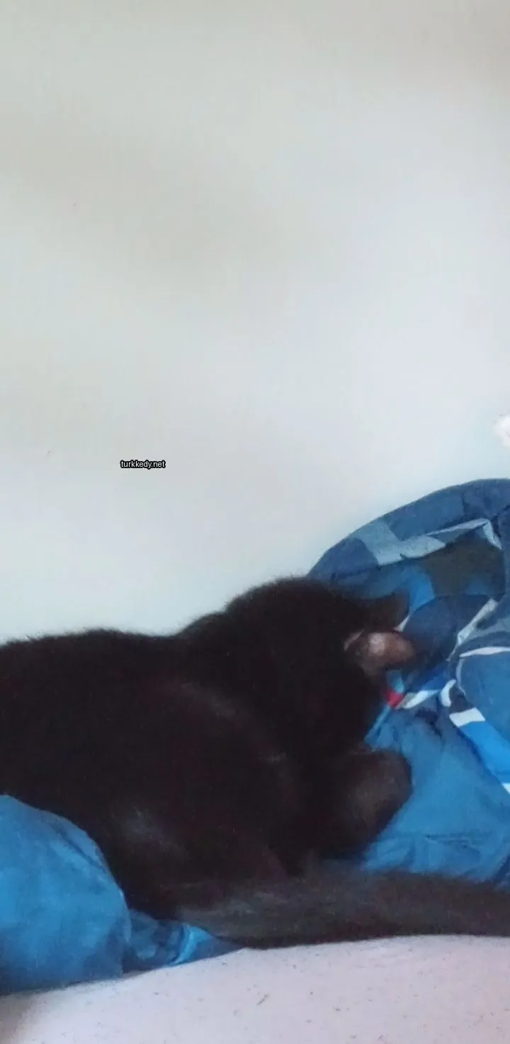 Kedi #3318