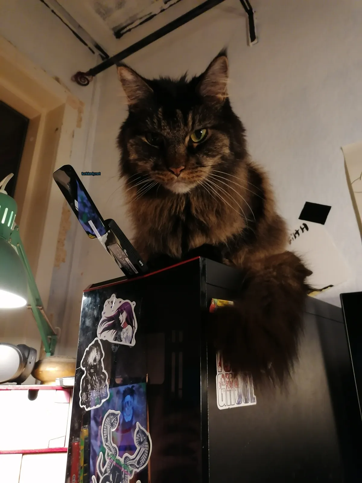 Kedi #3319