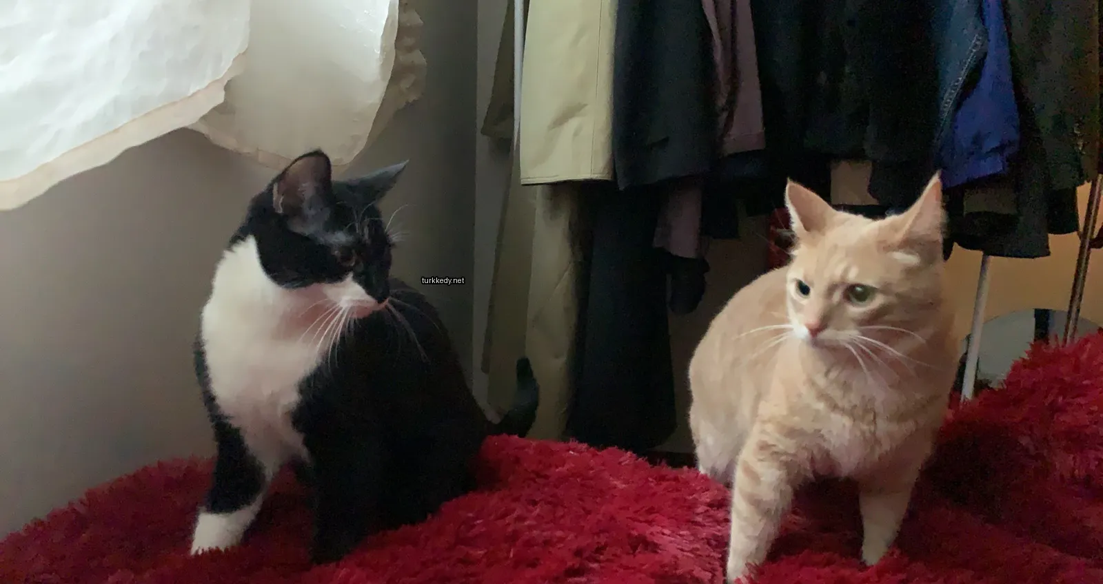 Kedi #3321