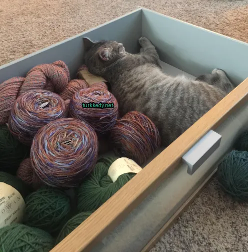 Kedi fotoğrafı #3322