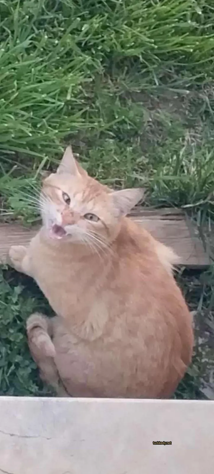 Kedi #3323