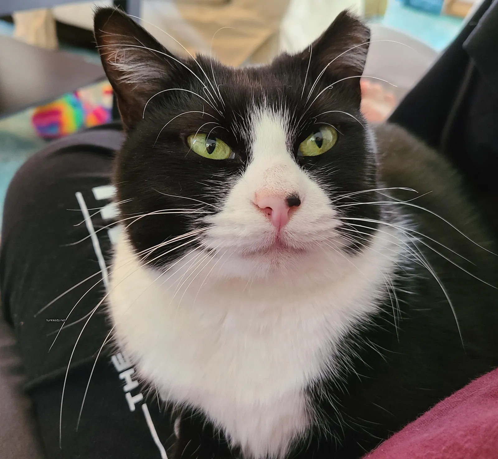 Kedi #3324