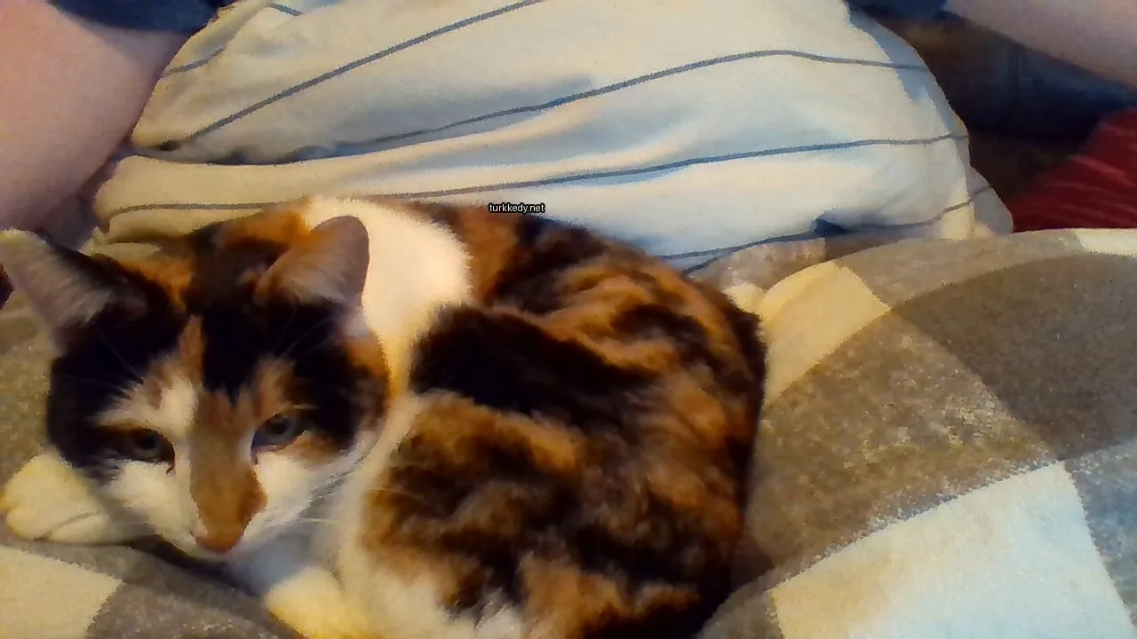 Kedi #3325