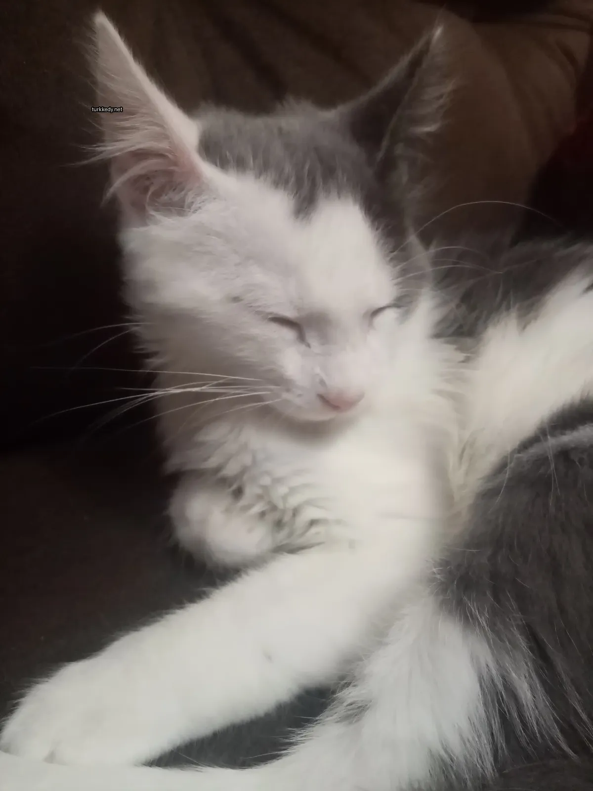 Kedi #3326