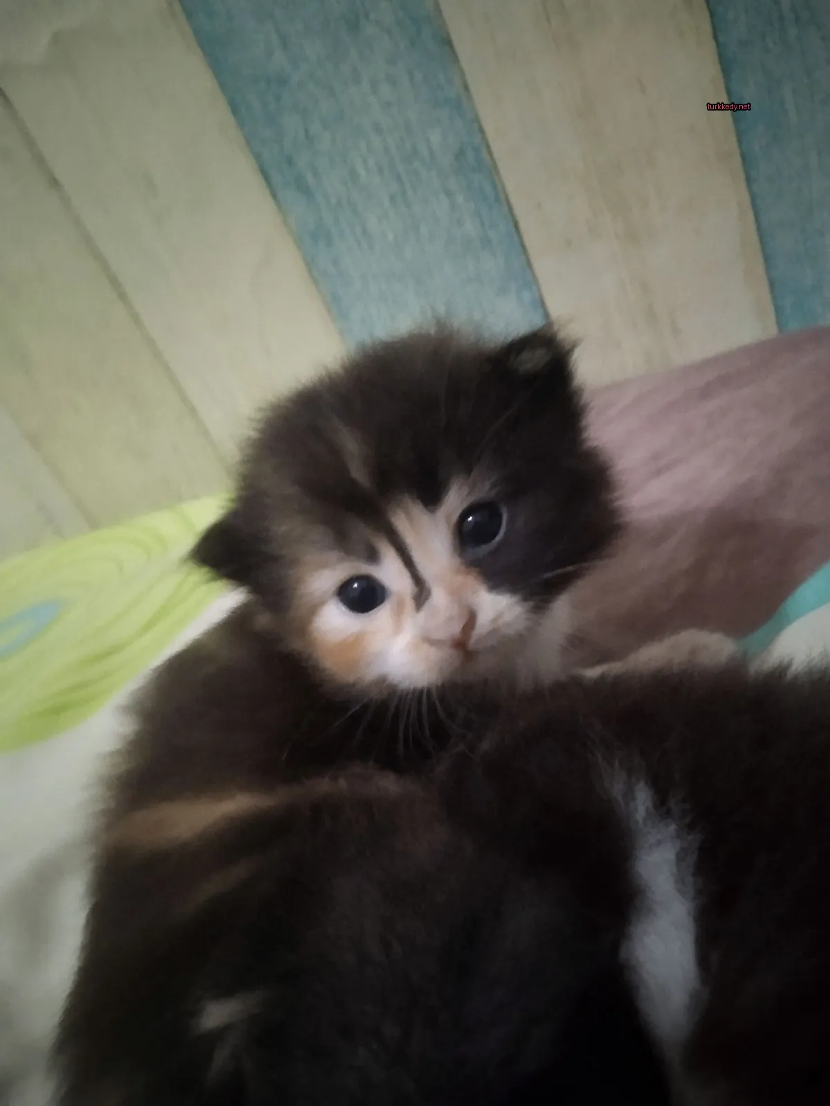 Kedi #3327