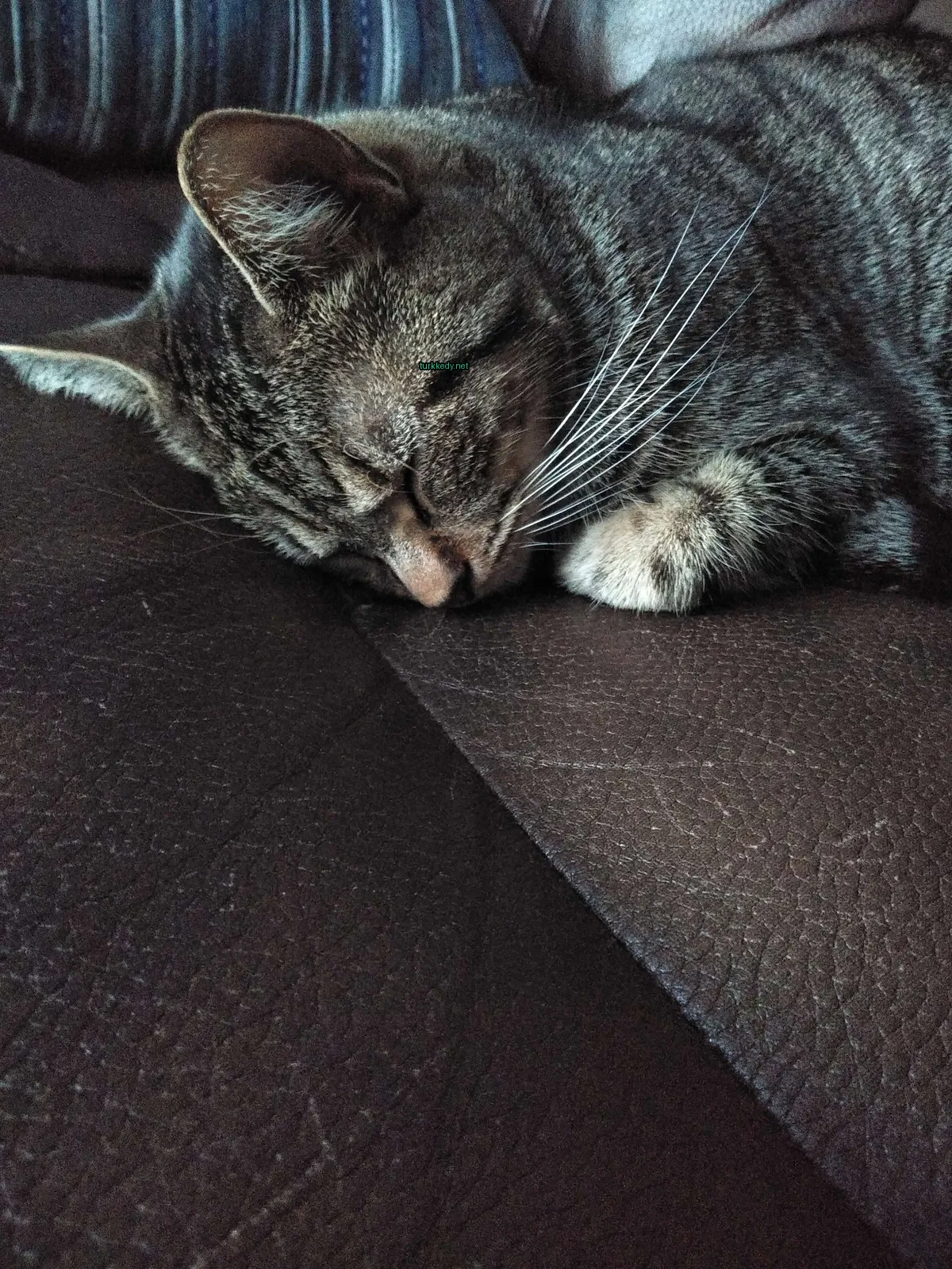 Kedi #3328