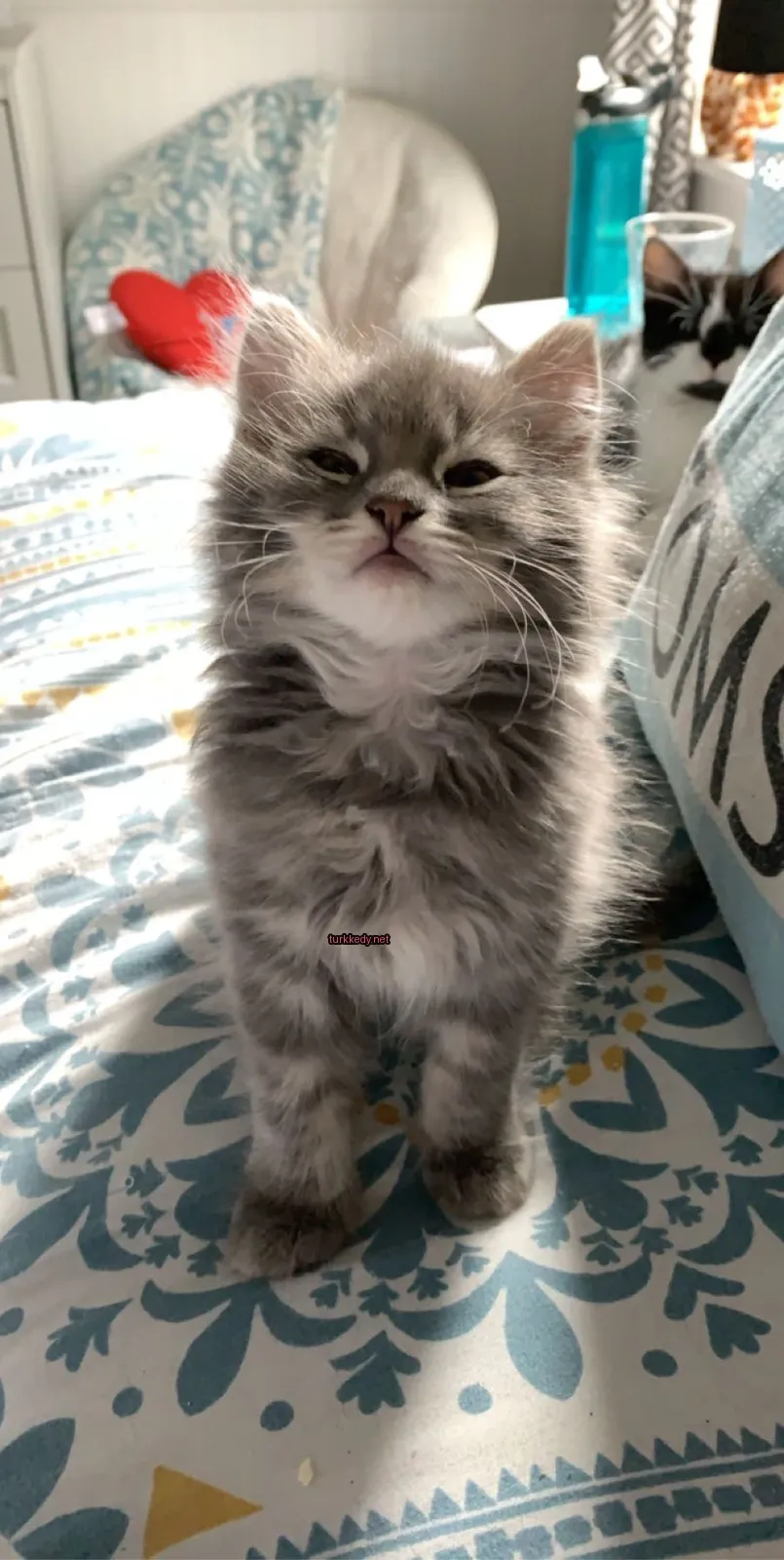 Kedi #3329