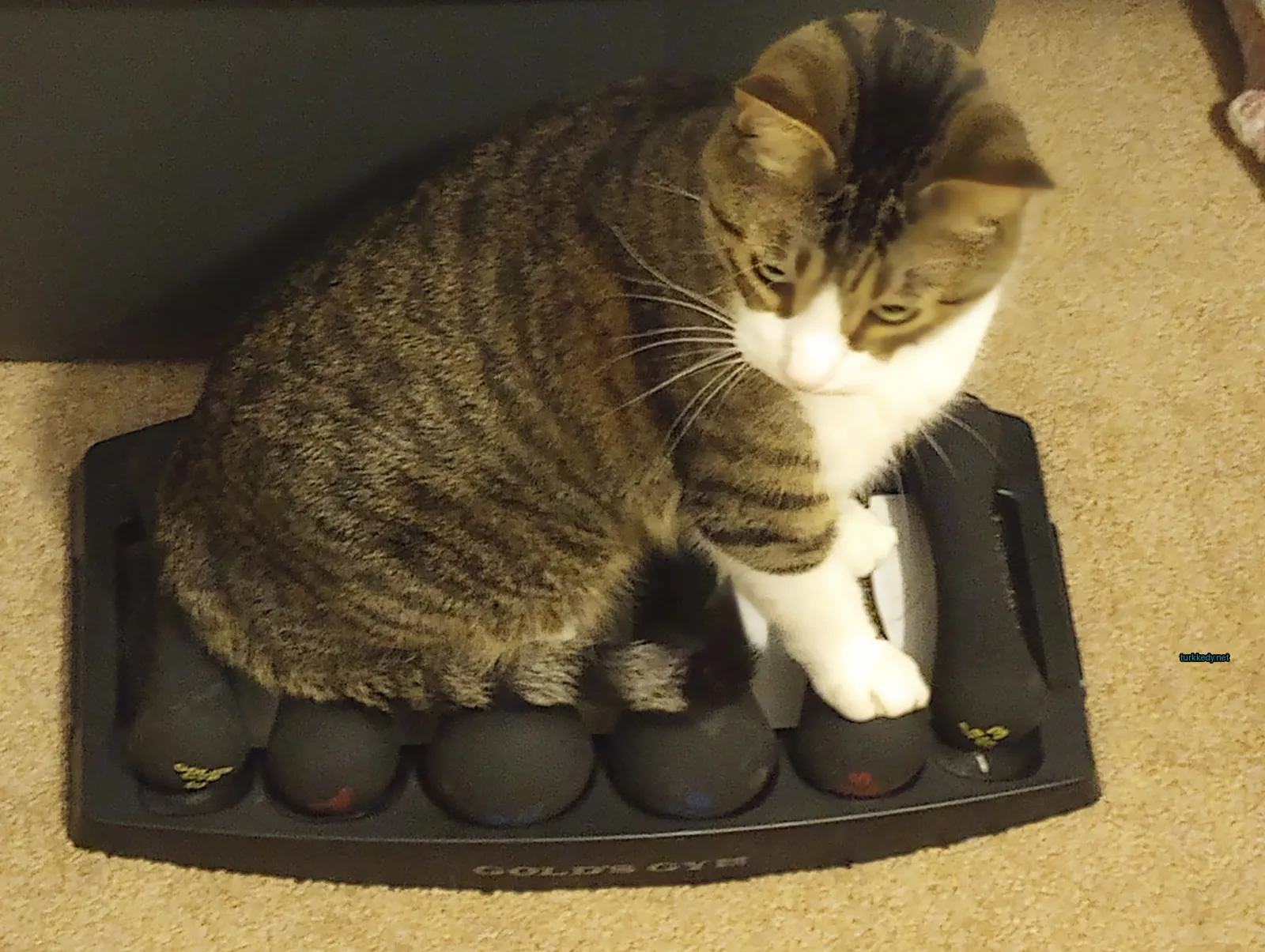 Kedi #3330