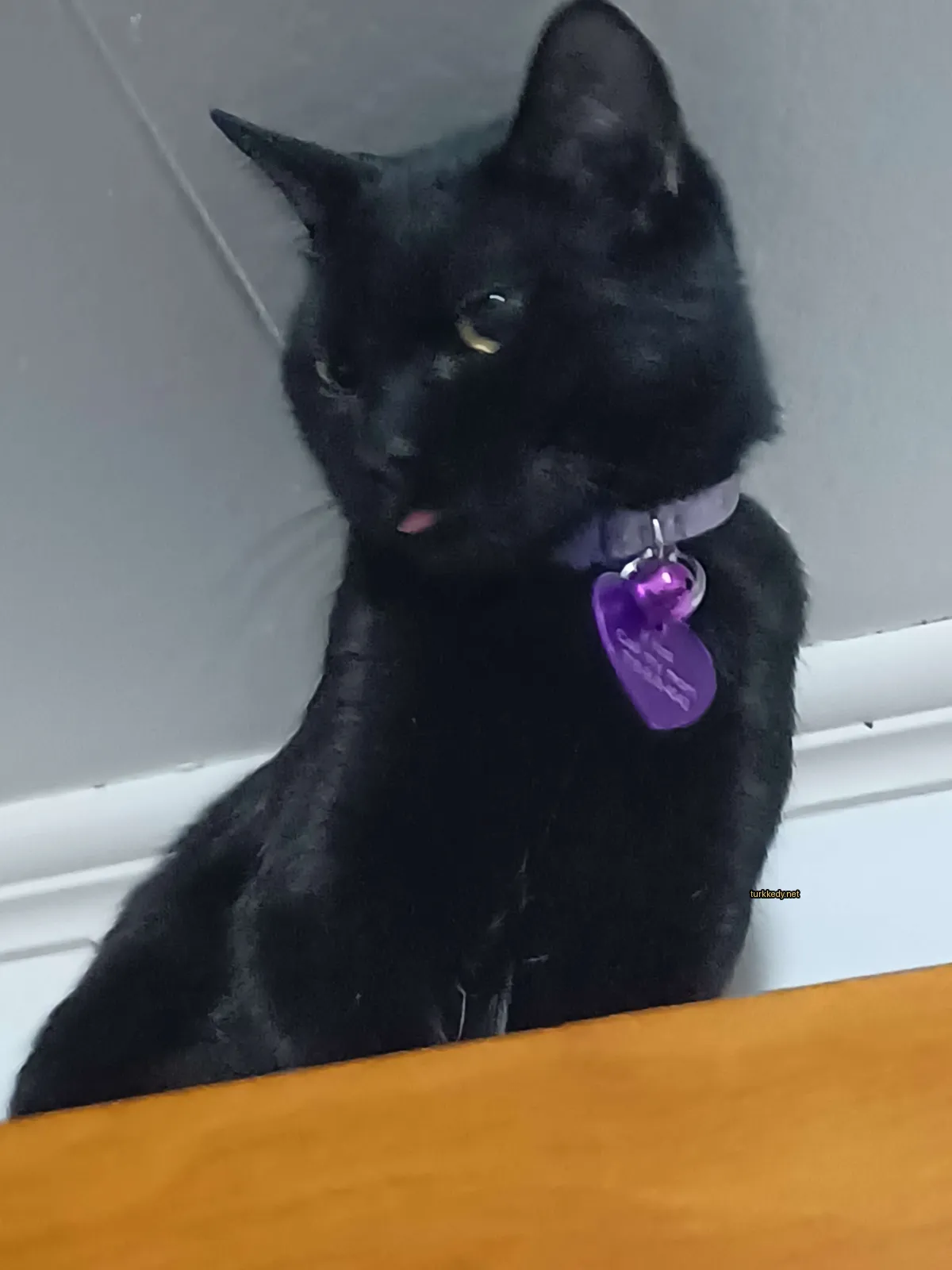 Kedi #3331