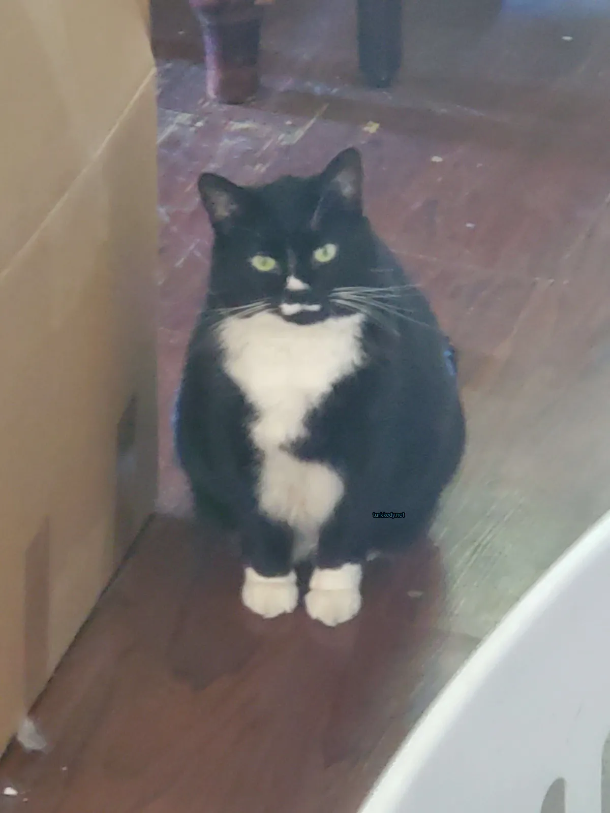 Kedi #3332