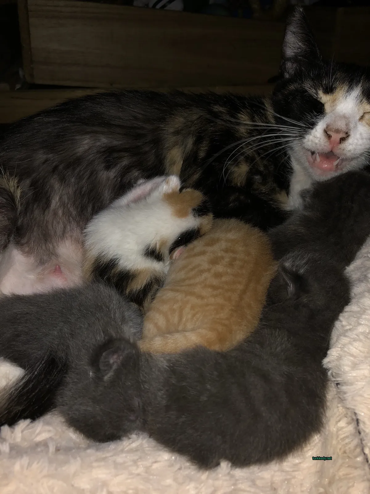 Kedi fotoğrafı #3333
