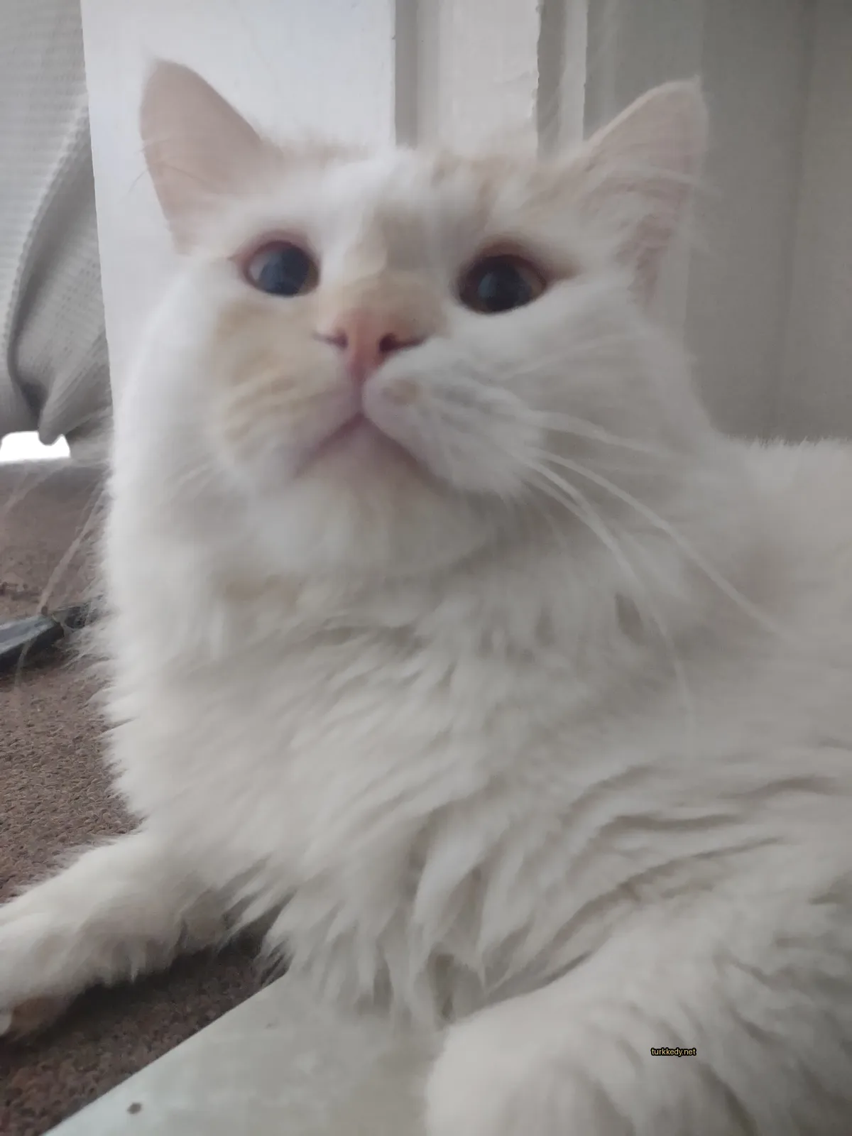 Kedi #3334