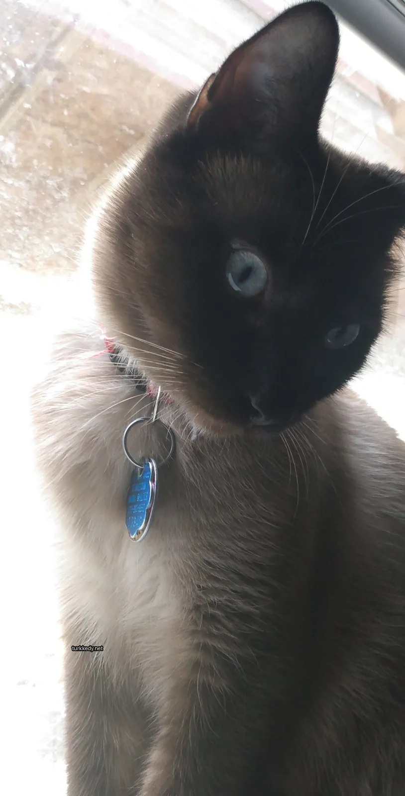 Kedi #3335