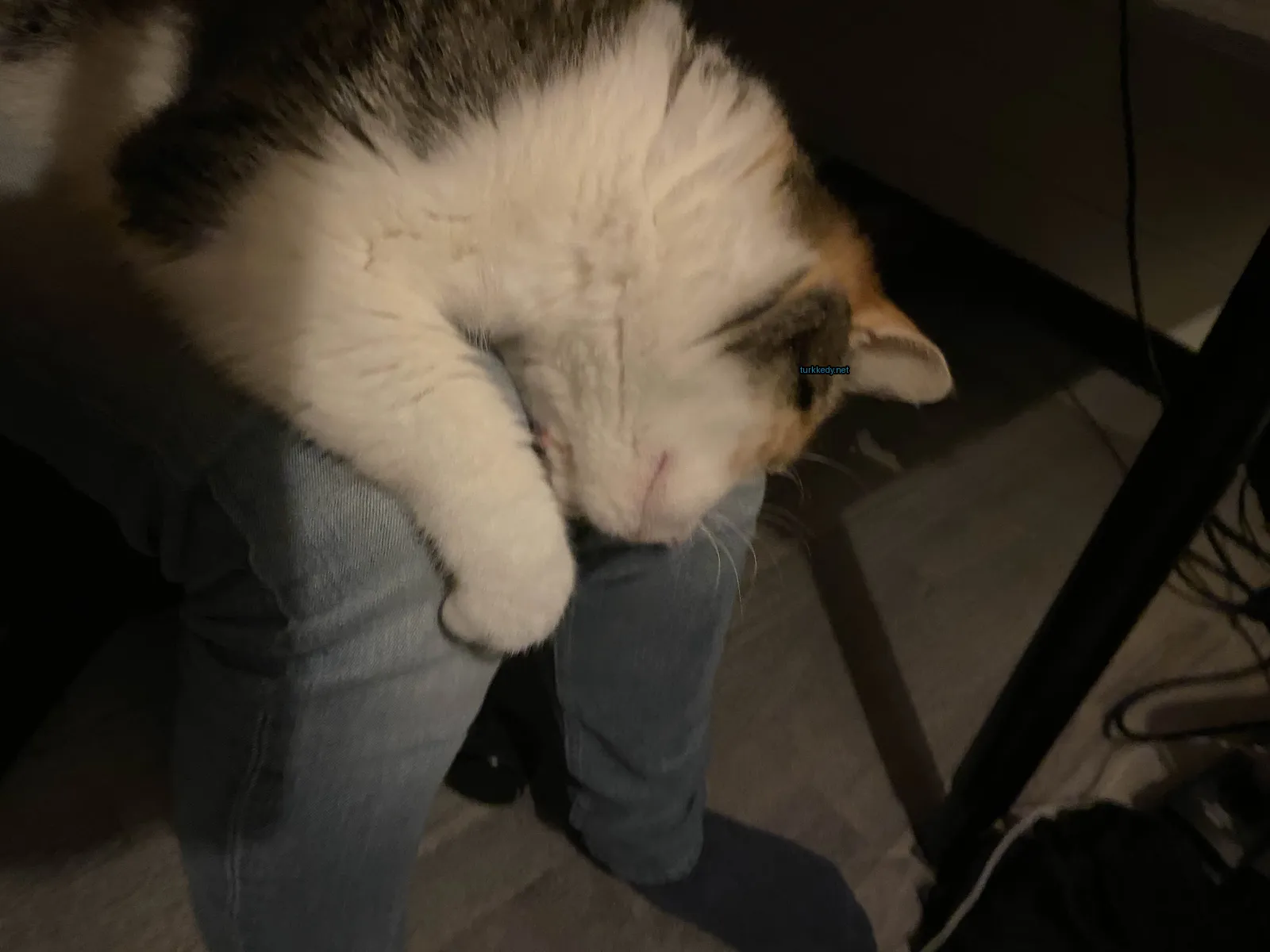 Kedi #3336