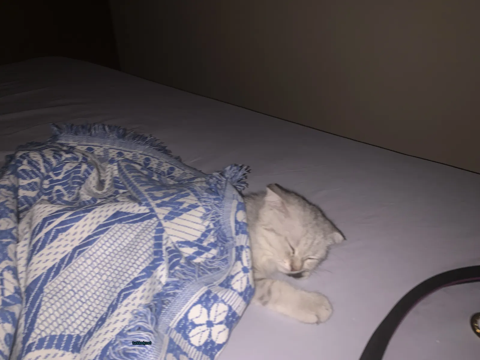 Kedi #3337