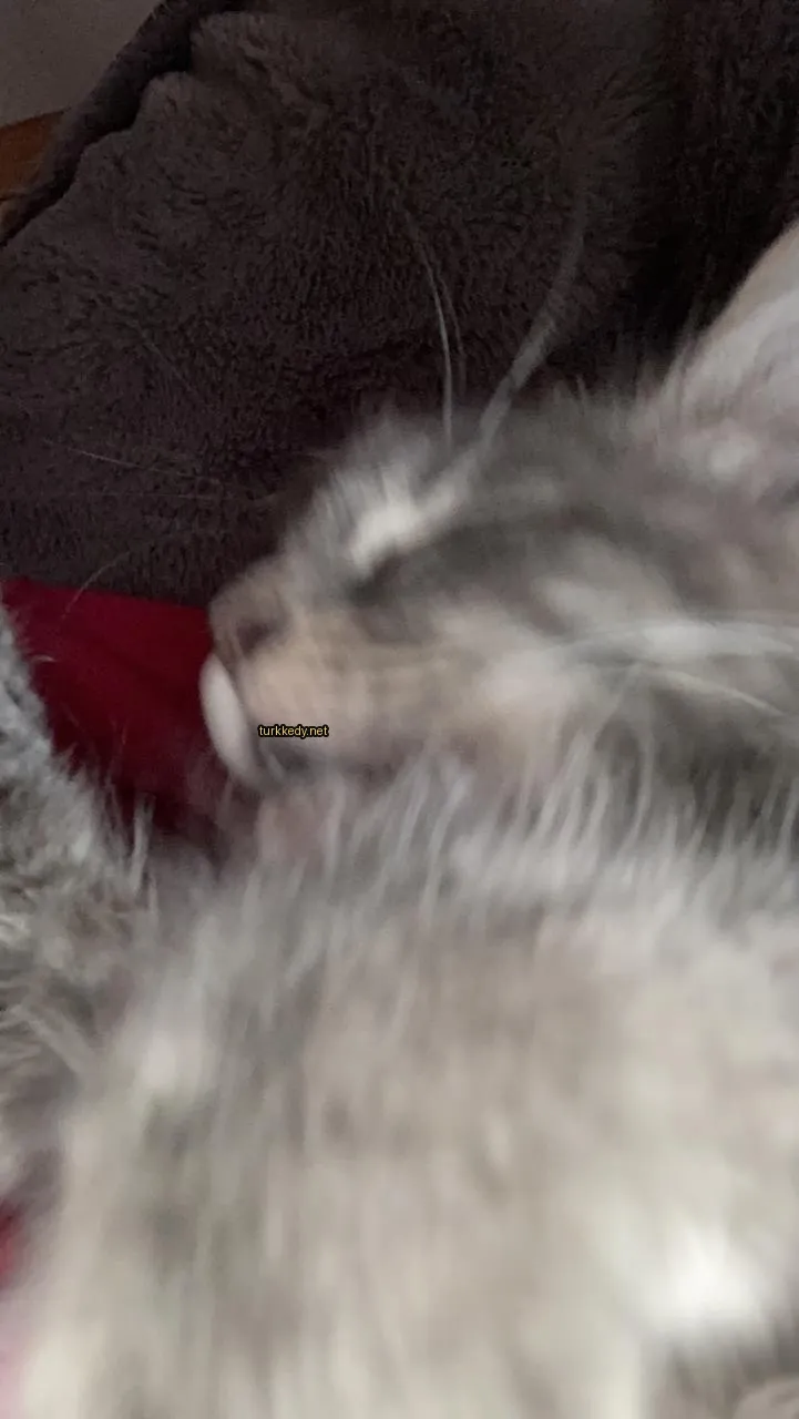 Kedi #3339