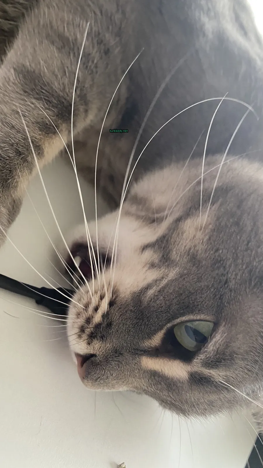 Kedi #3340