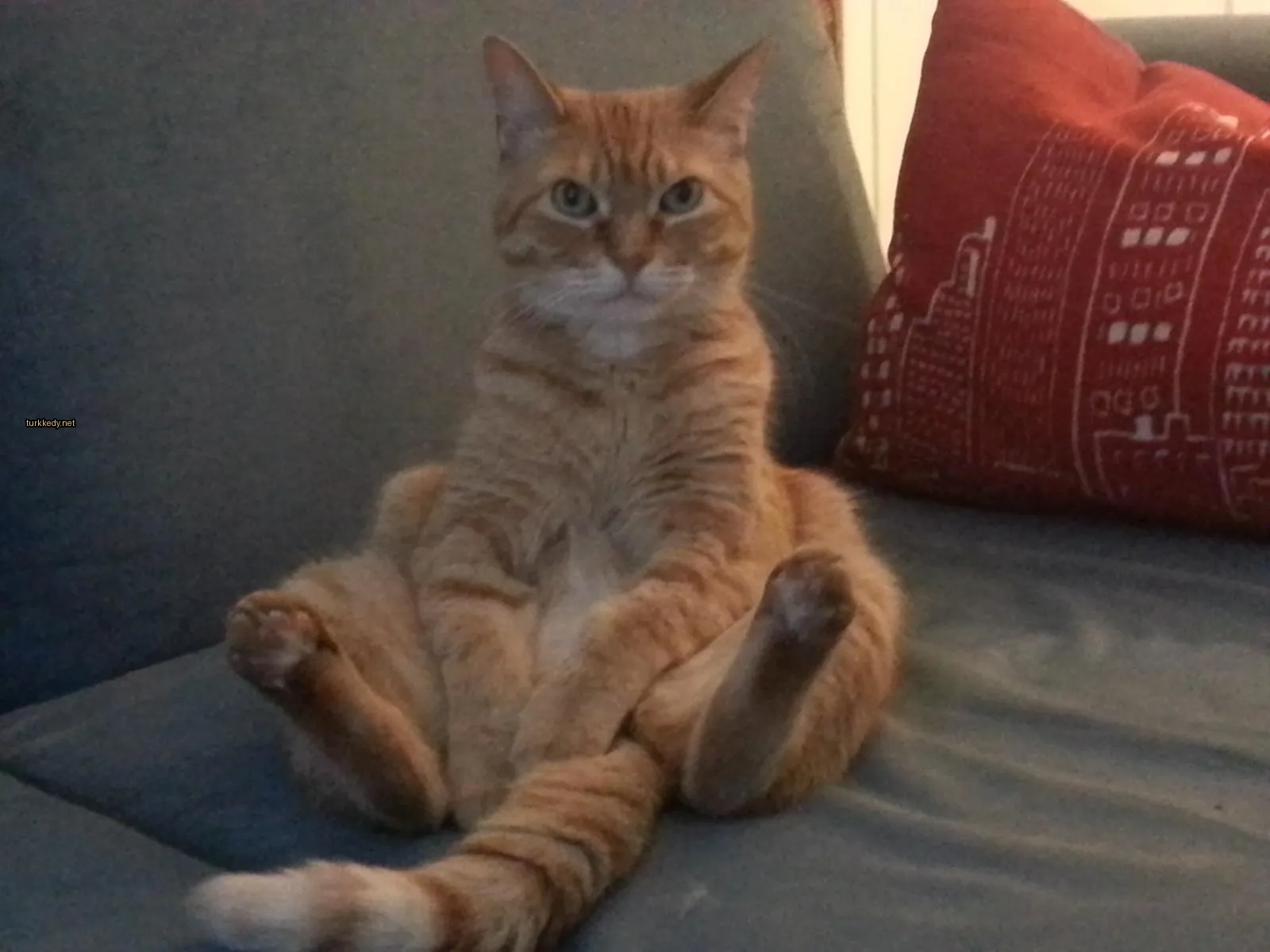 Kedi fotoğrafı #3341