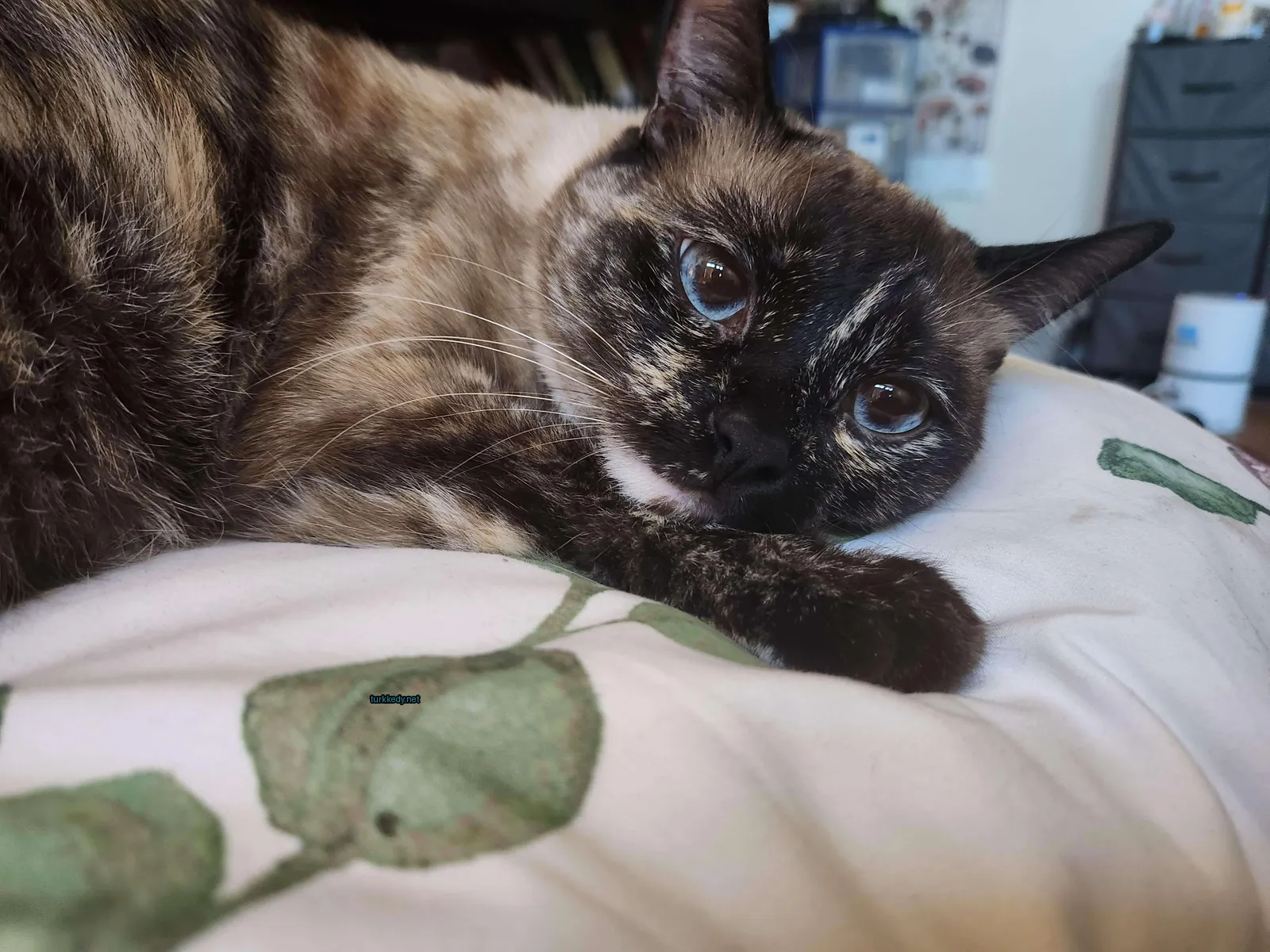 Kedi #3342