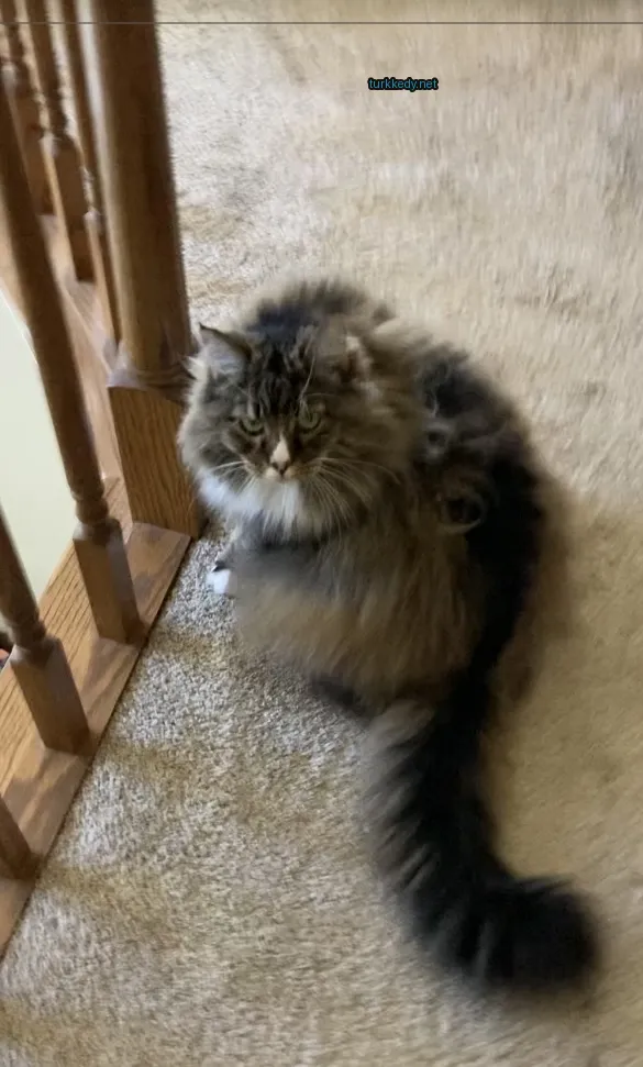 Kedi #3343