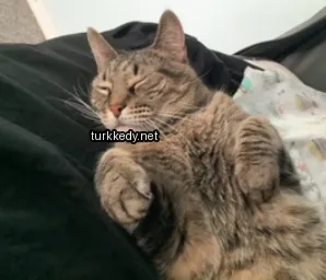 Kedi #3344