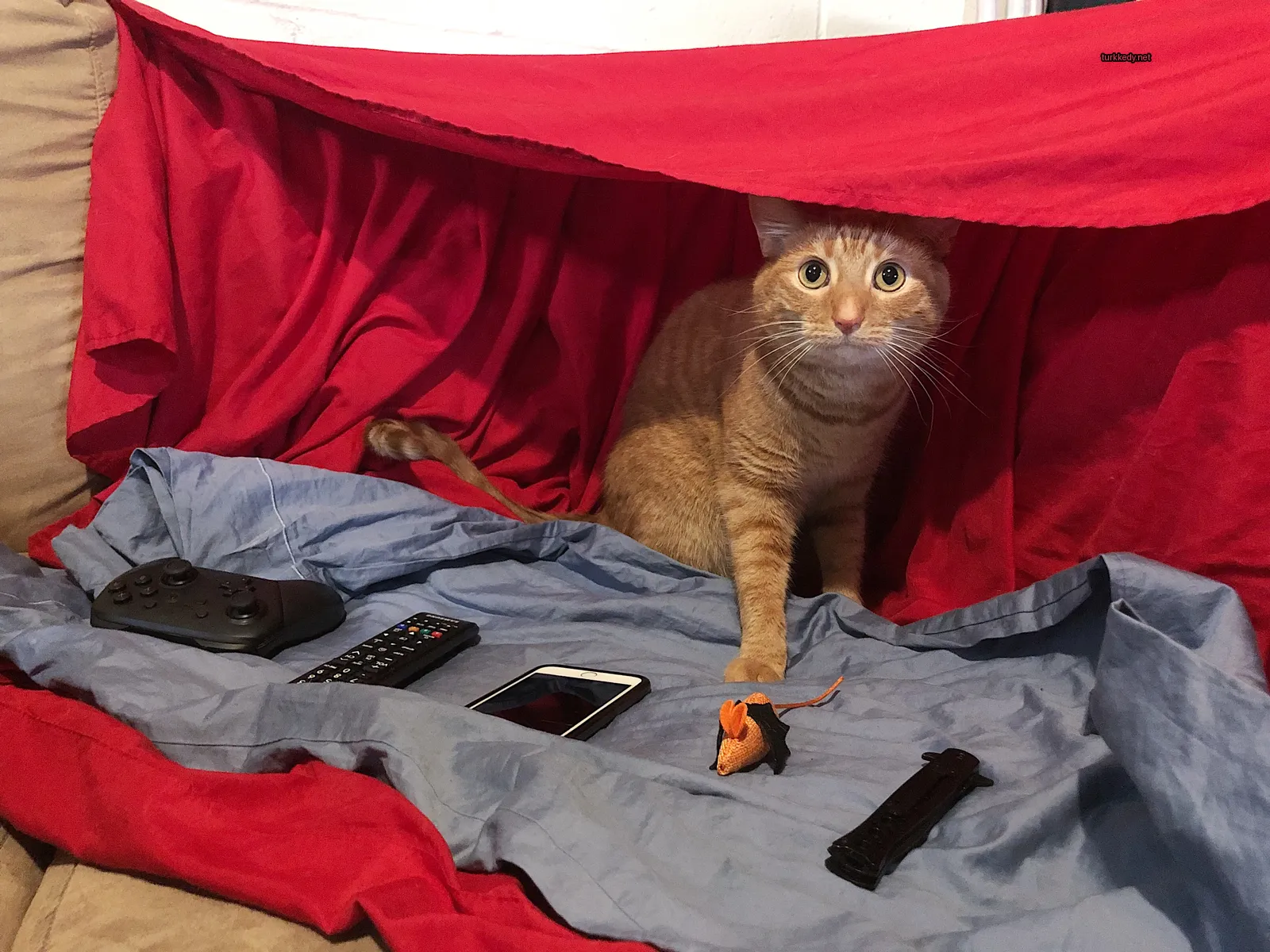 Kedi #3345