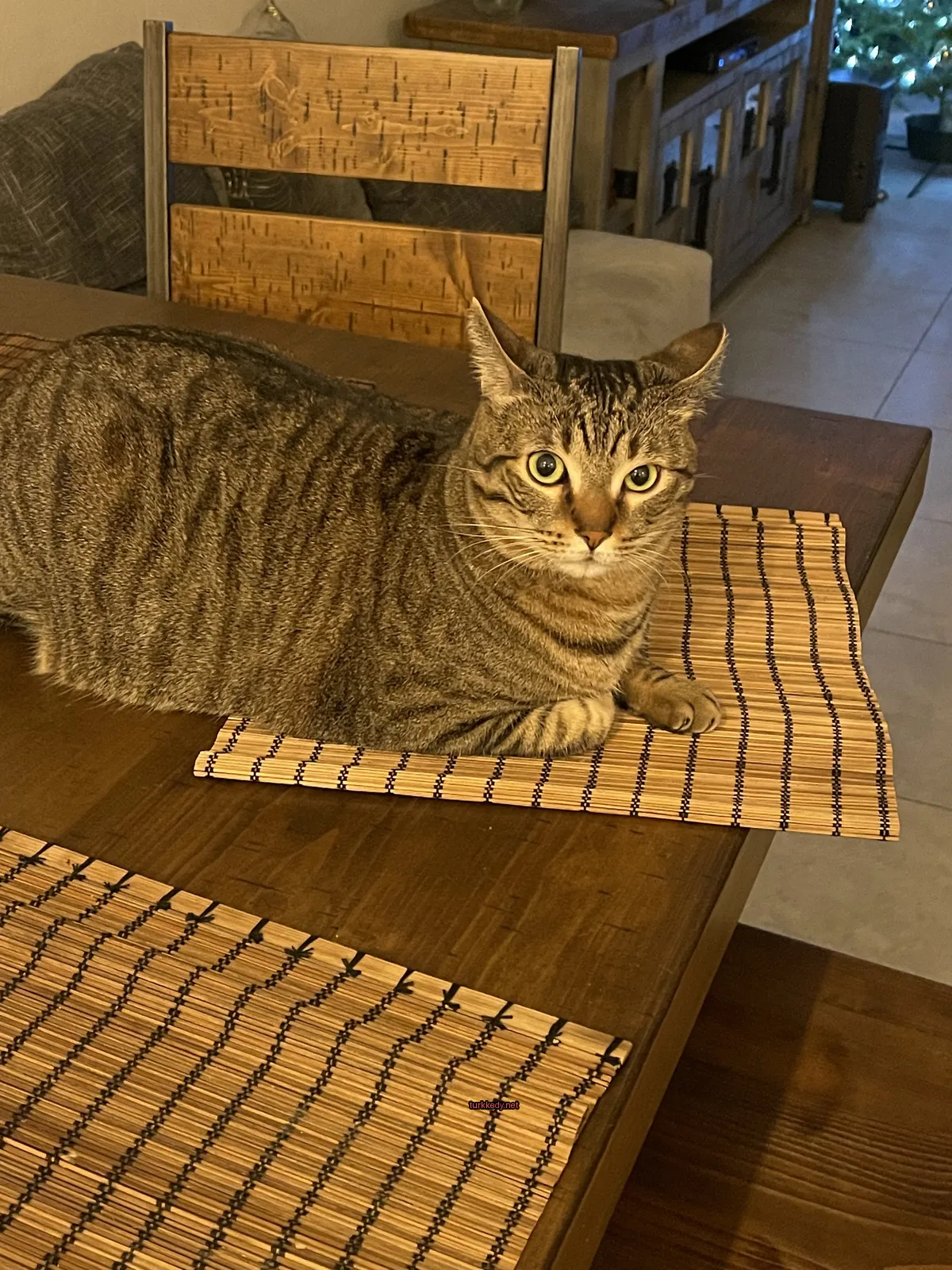 Kedi #3347