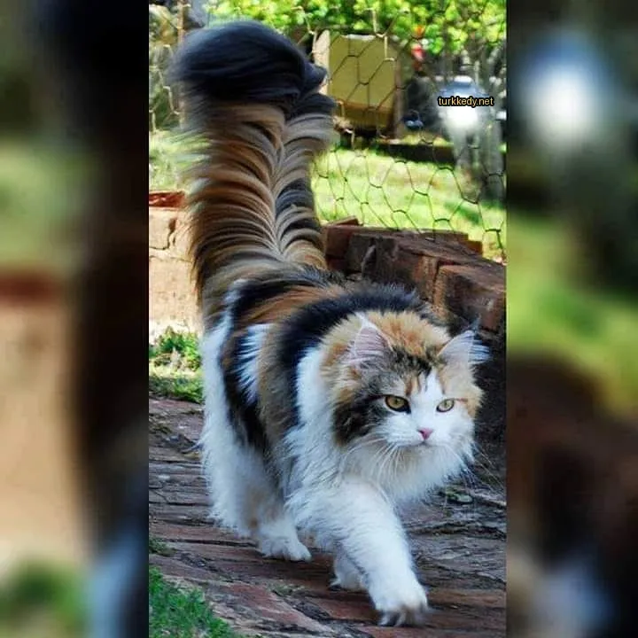 Kedi #3346