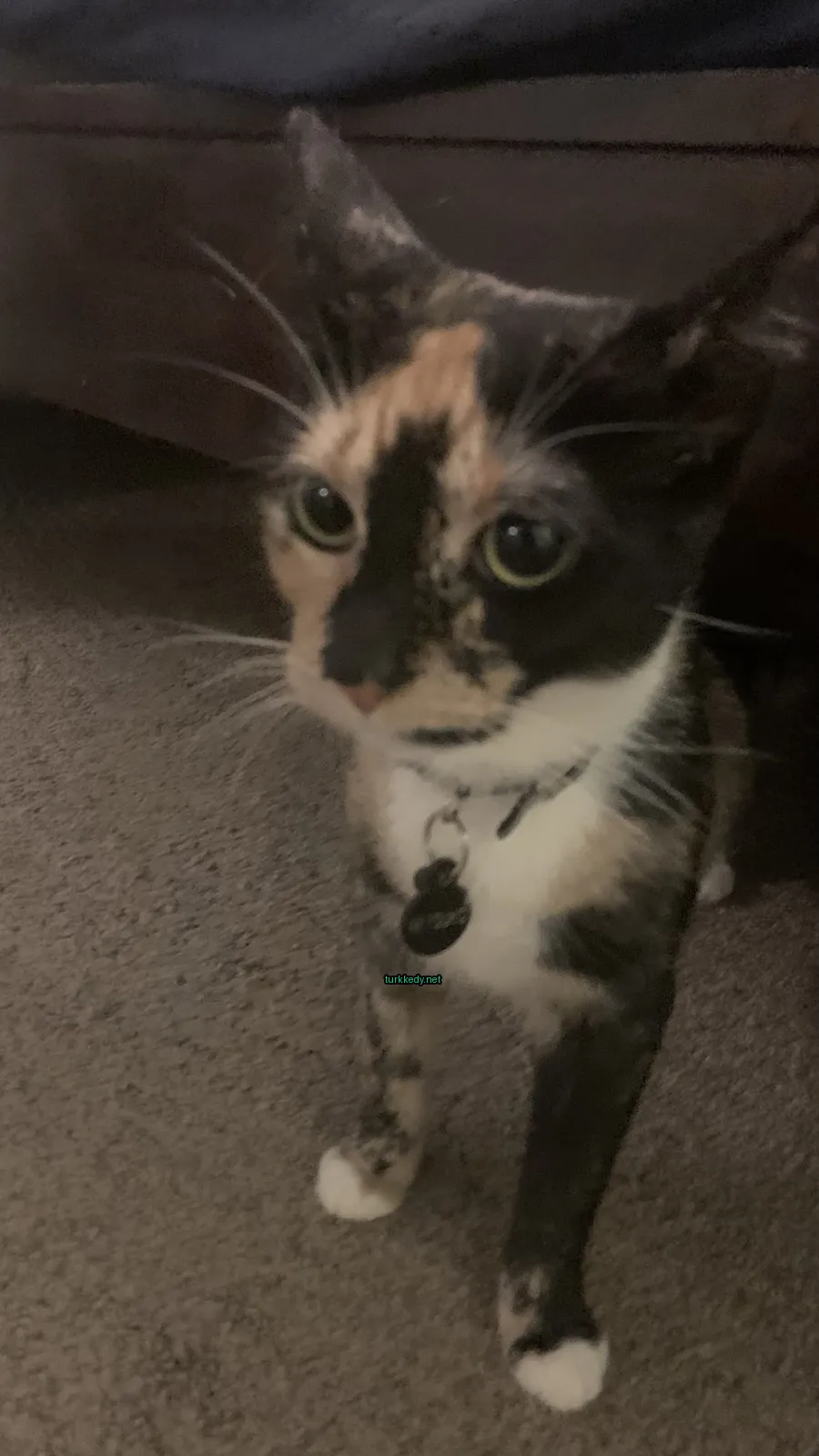 Kedi #3348
