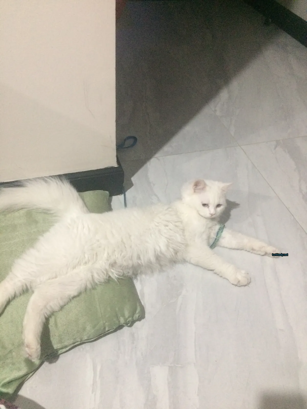 Kedi #3350