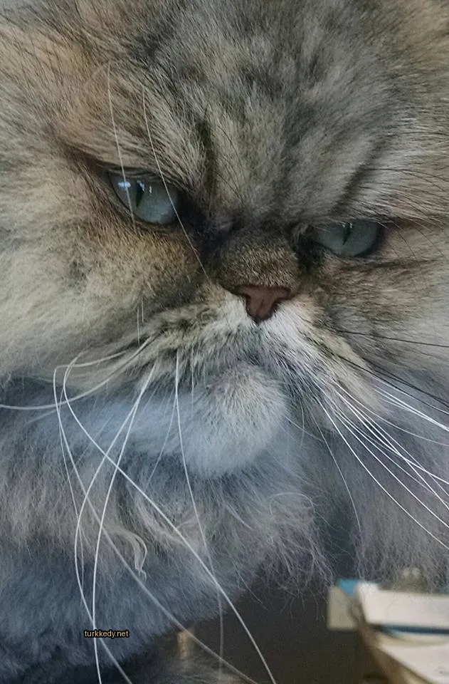 Kedi #3351