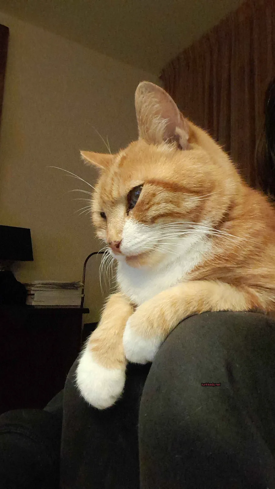 Kedi #3352