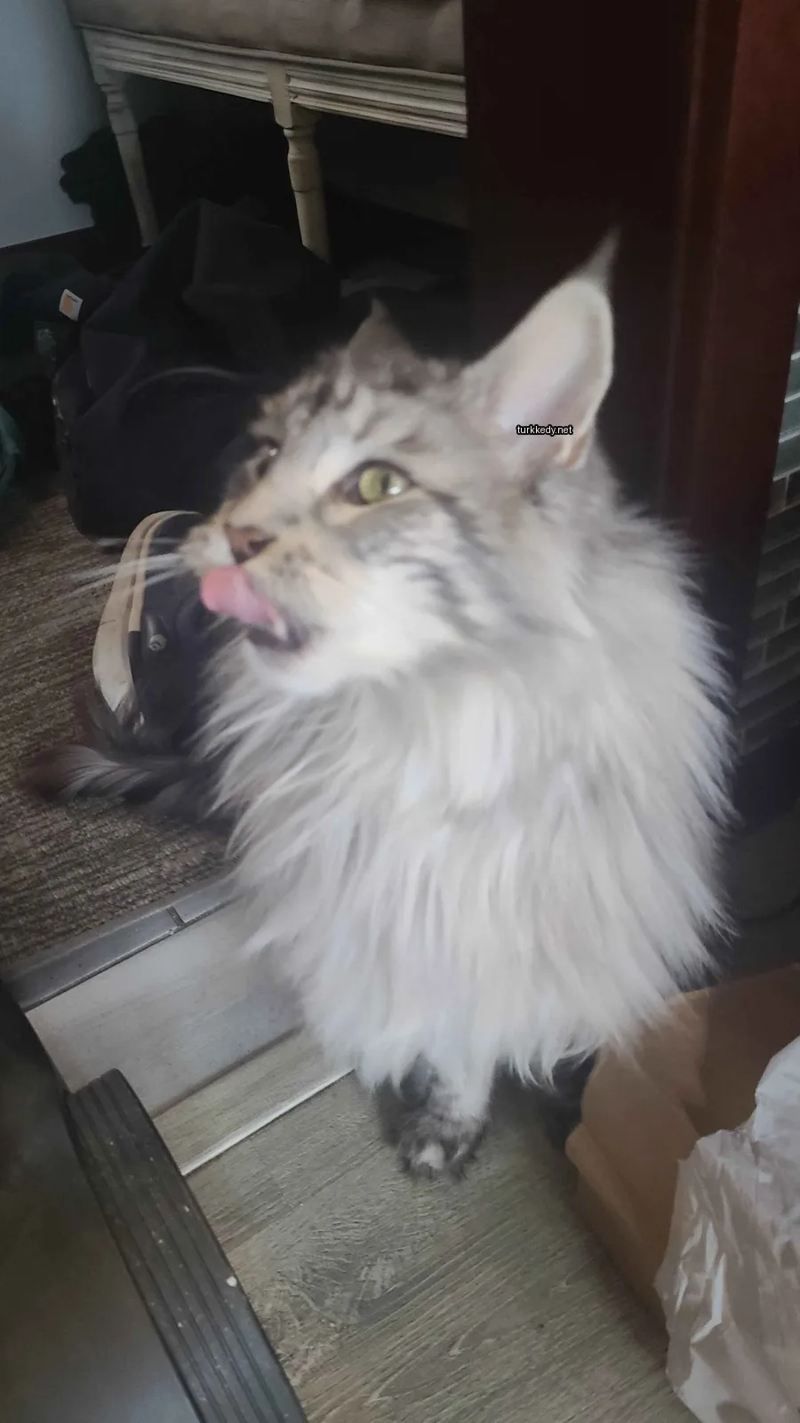 Kedi #3353