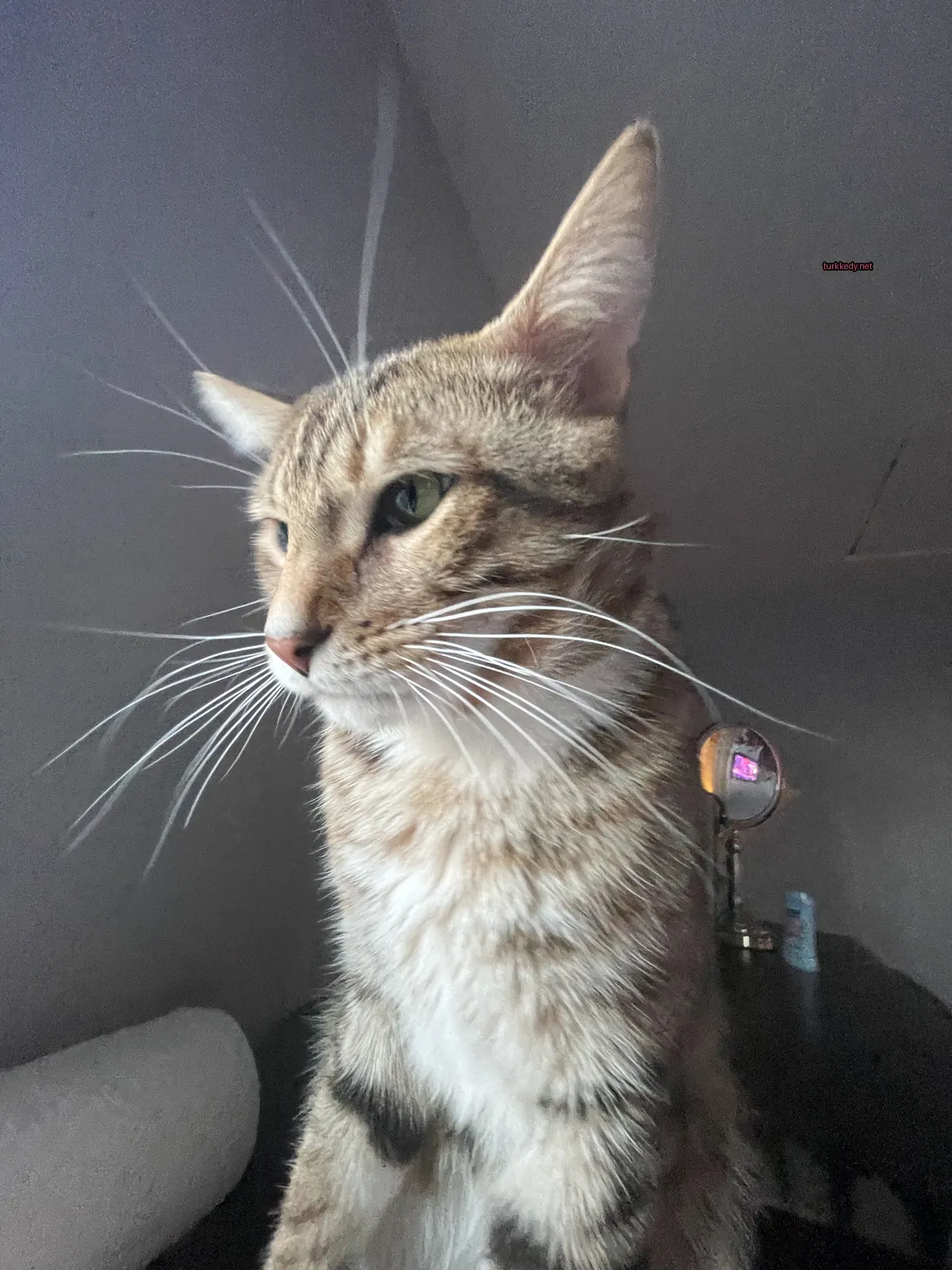 Kedi #3354