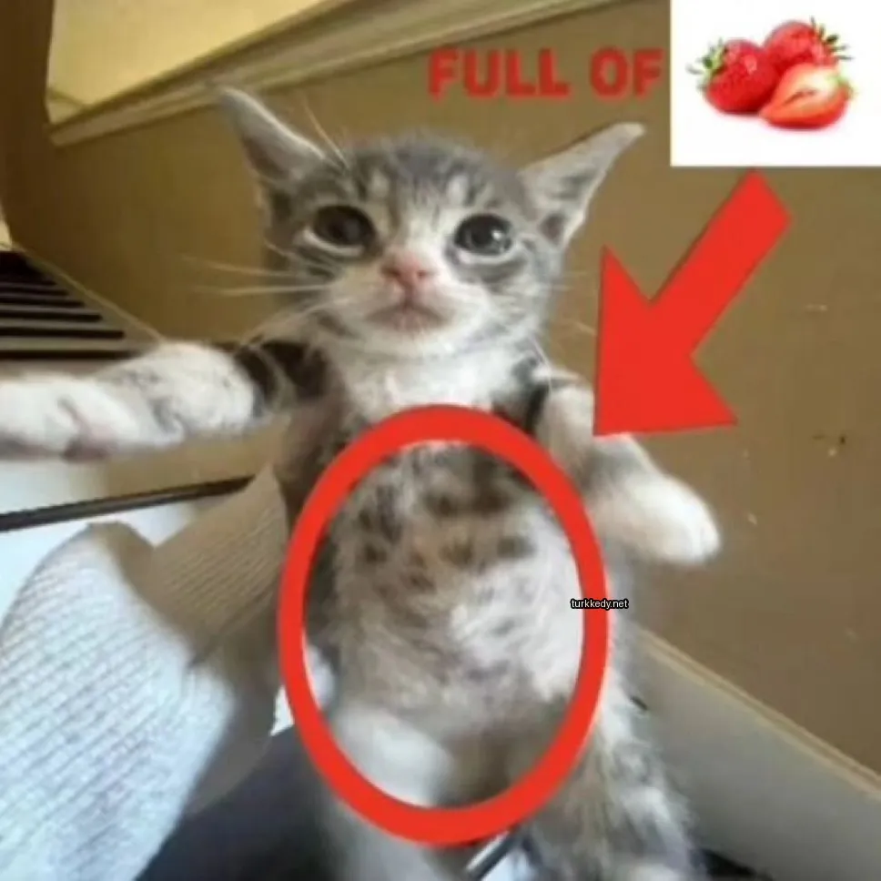 Kedi #3355