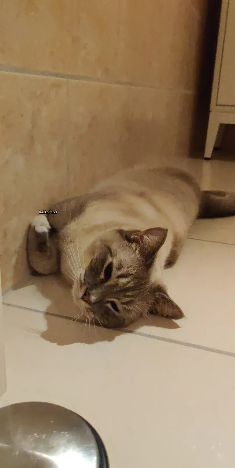 Kedi #3357