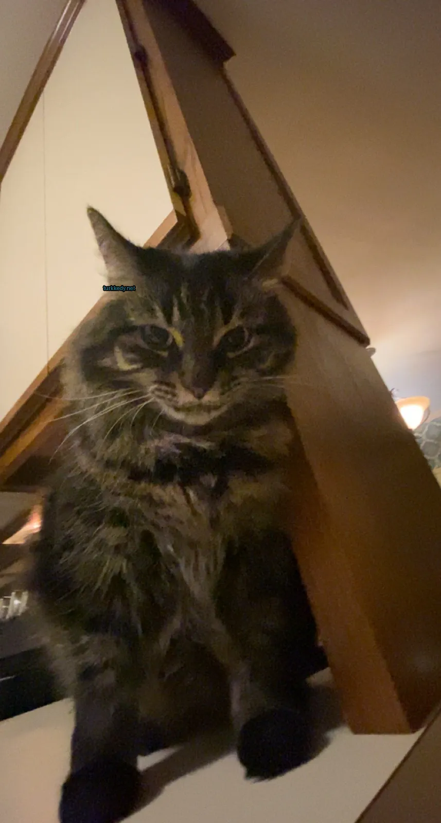 Kedi #3358