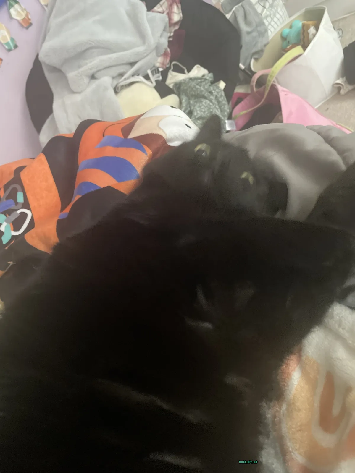 Kedi #3359