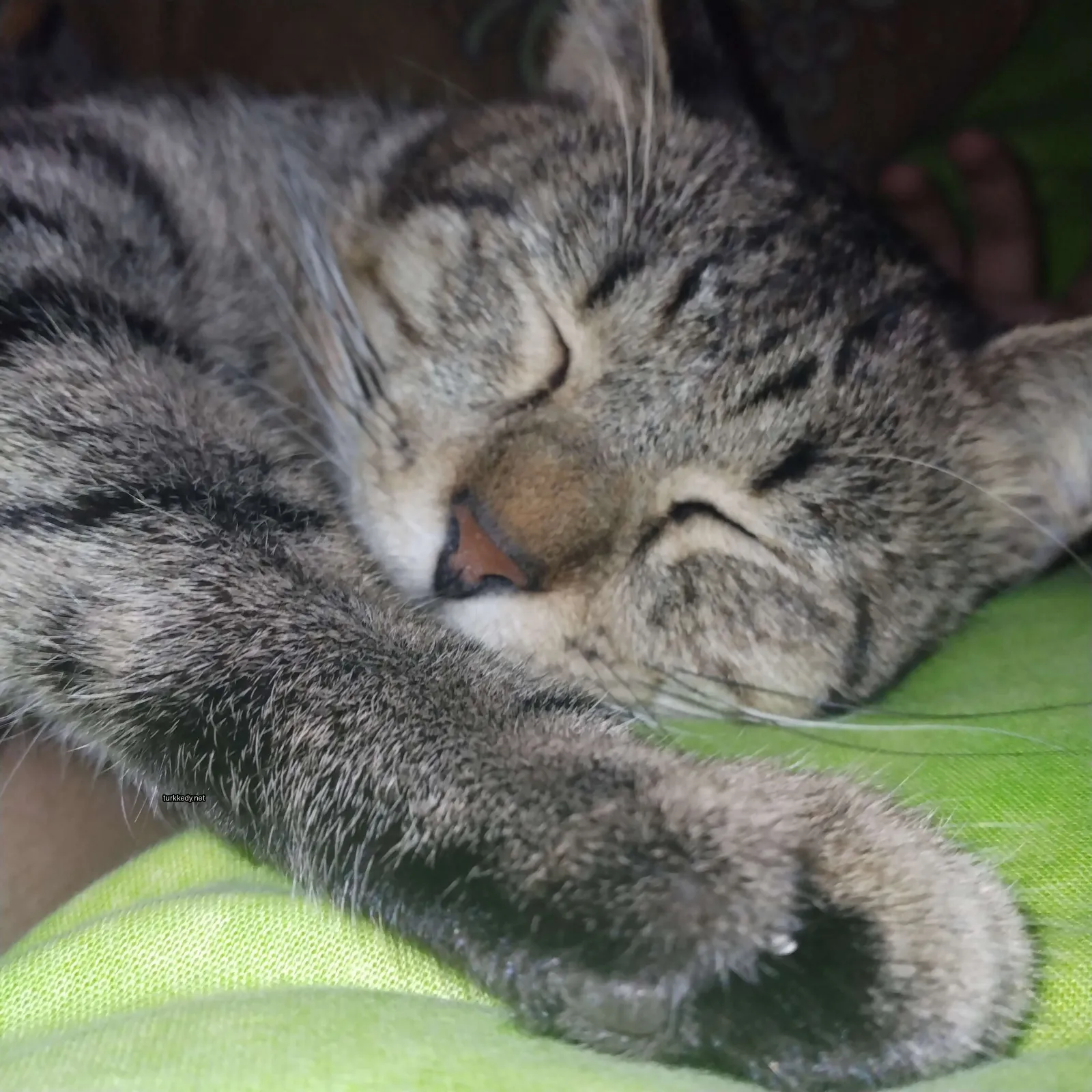 Kedi #3360