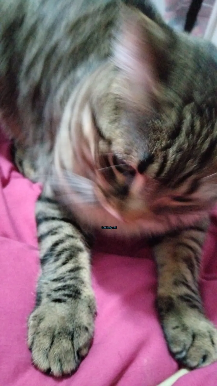 Kedi #3361