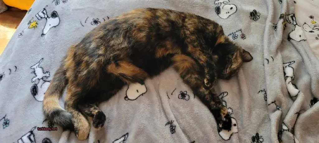 Kedi #3362