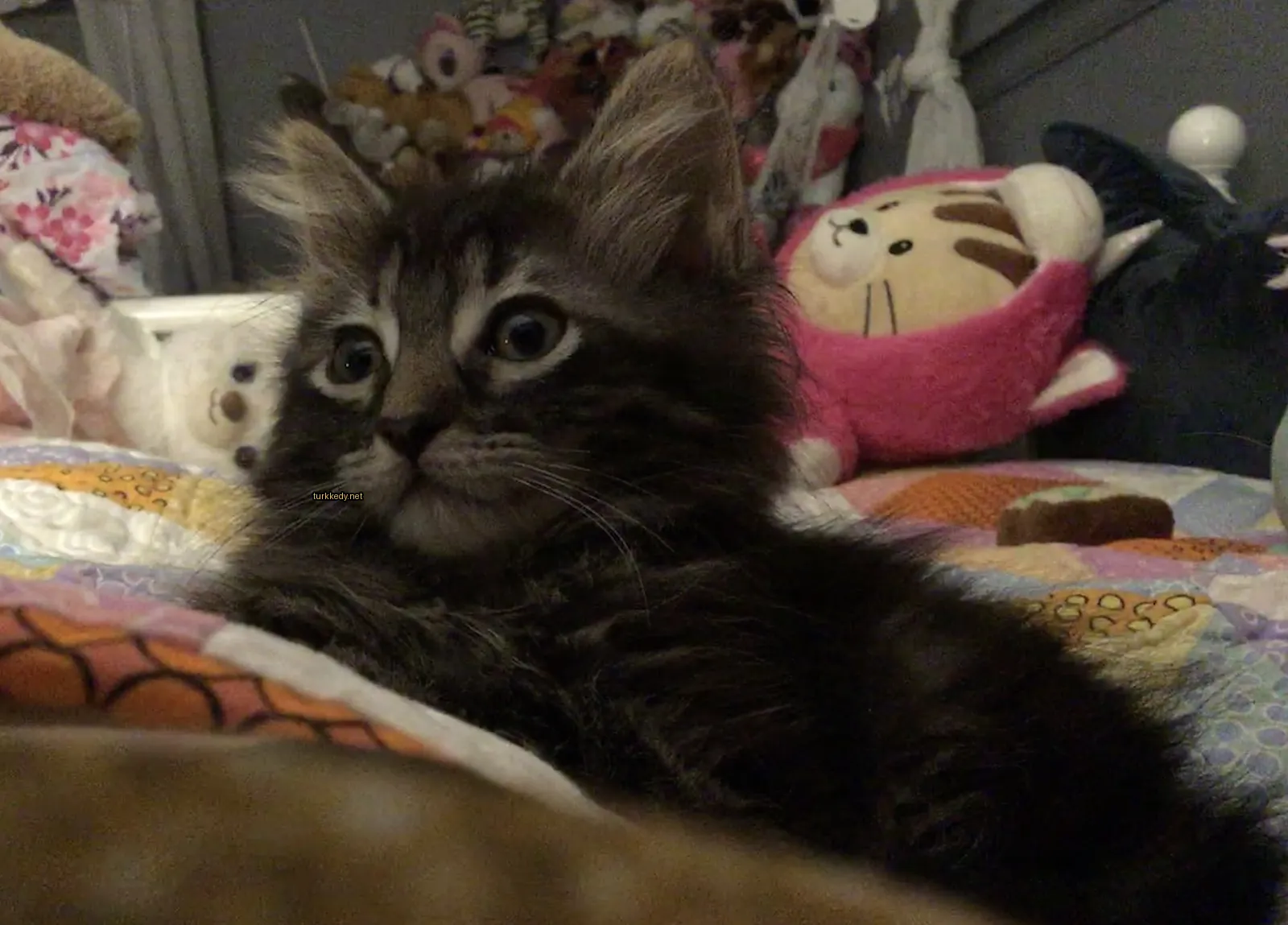 Kedi #3363