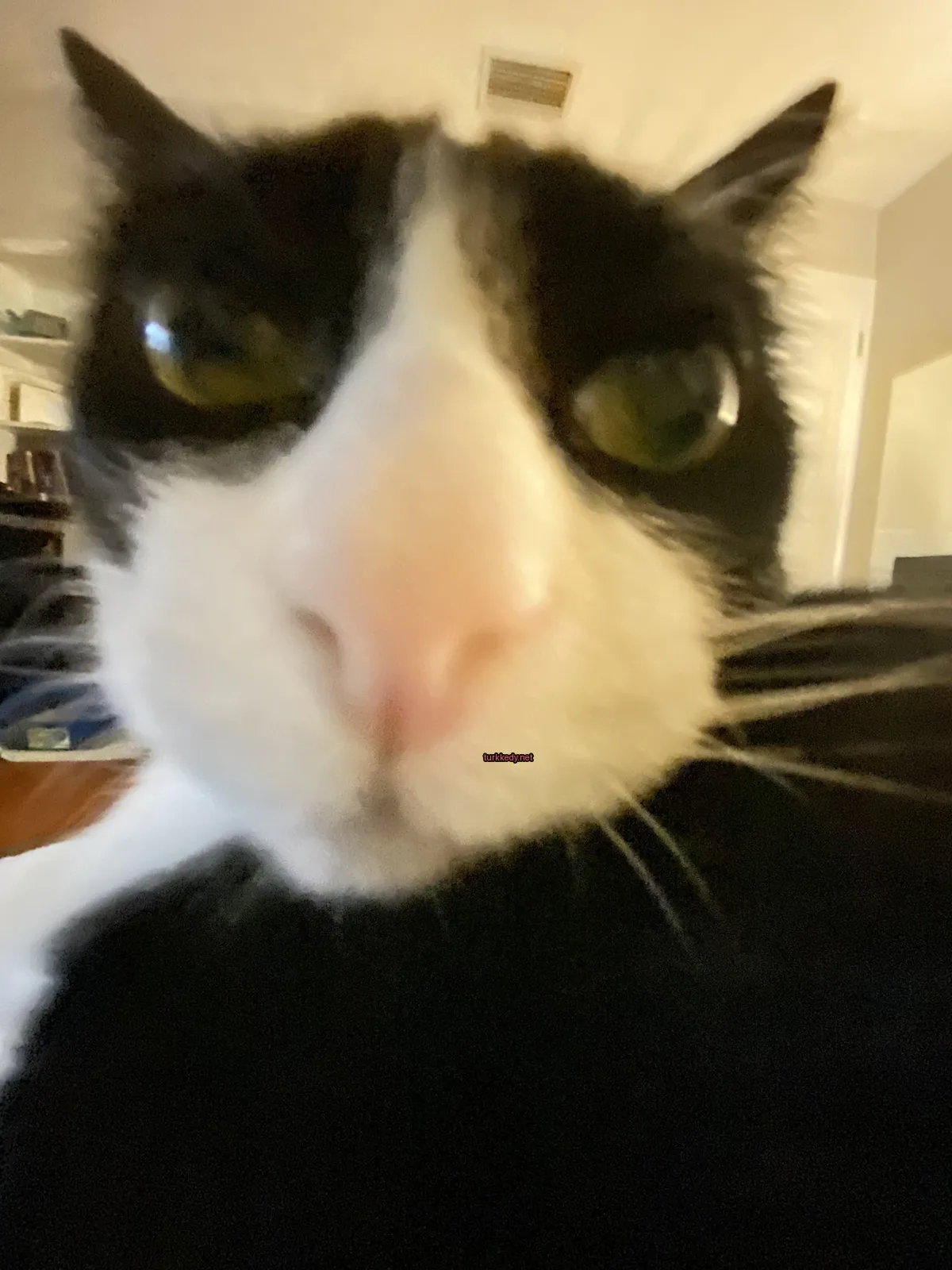 Kedi #3364