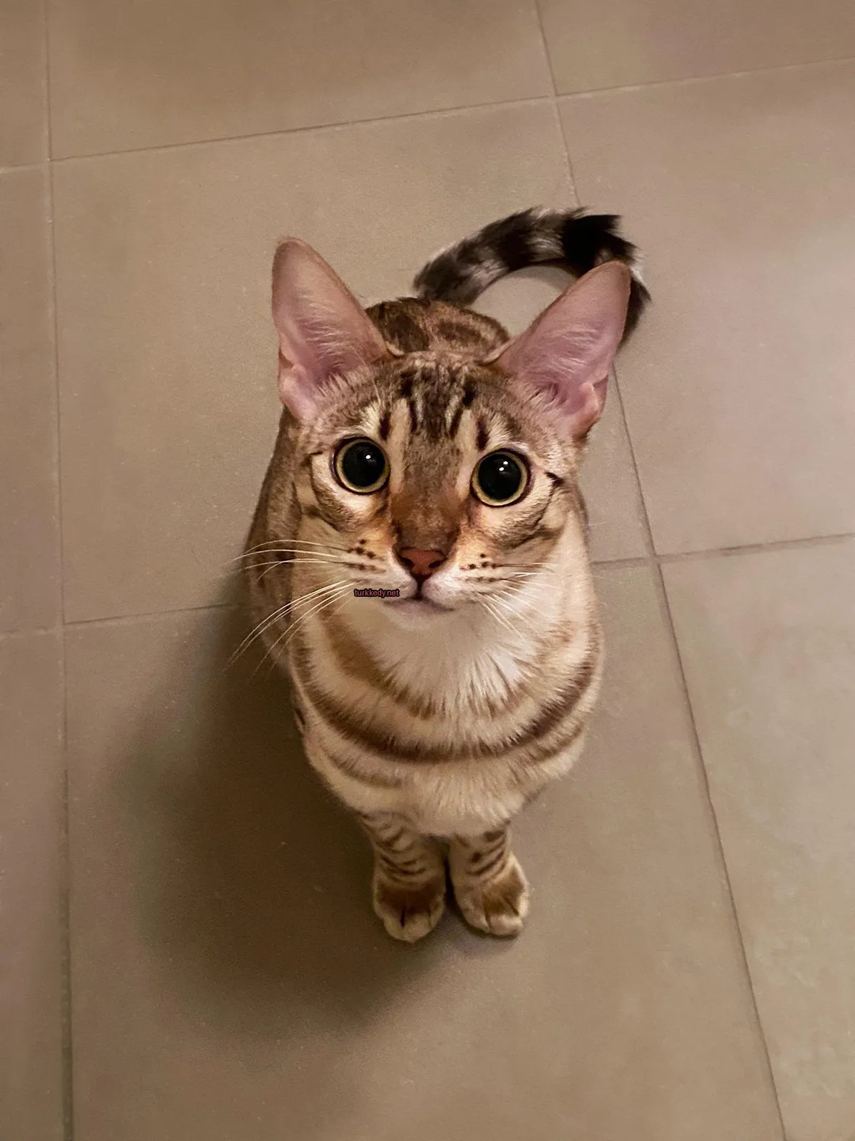 Kedi #3365