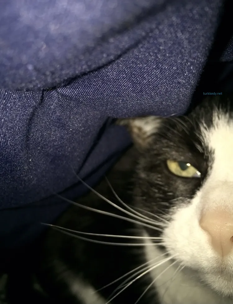 Kedi #3366