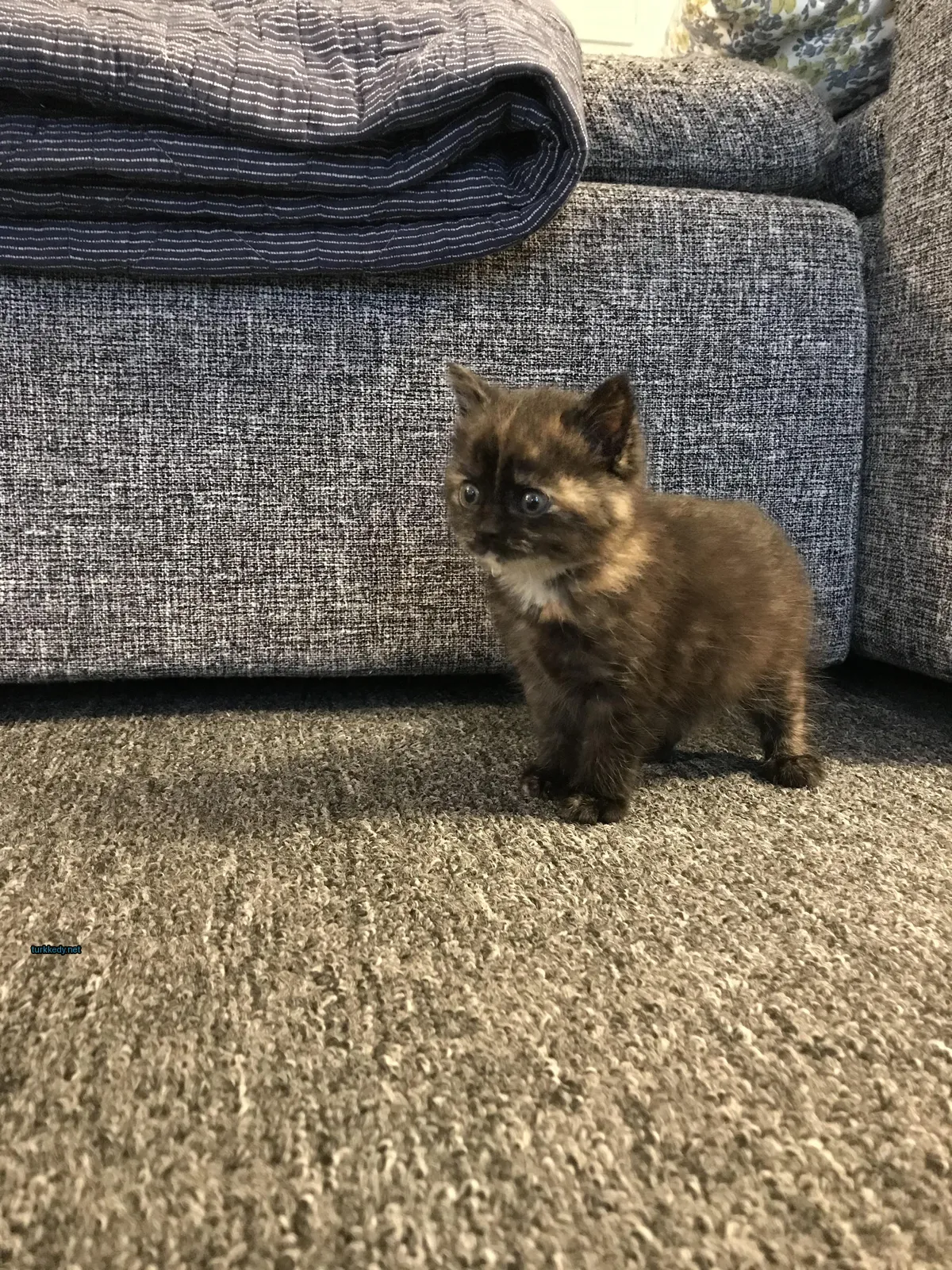 Kedi #3367